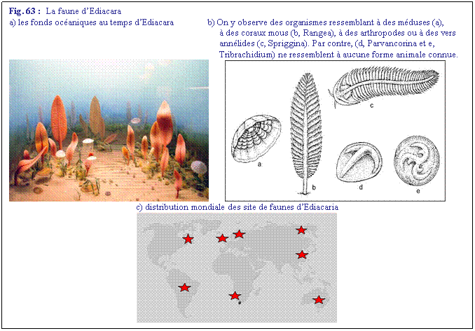 Zone de Texte: Fig. 63 :  La faune dEdiacara
a) les fonds ocaniques au temps dEdiacara	b) On y observe des organismes ressemblant  des mduses (a), 
 des coraux mous (b, Rangea),  des arthropodes ou  des vers annlides (c, Spriggina). Par contre, (d, Parvancorina et e, Tribrachidium) ne ressemblent  aucune forme animale connue.
         
c) distribution mondiale des site de faunes dEdiacaria
 
