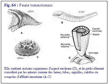 Zone de Texte: Fig. 64 : Faune tommotienne: 
 
Elle contient certains organismes d'aspect moderne (D), et de petits lment considr par les auteurs comme des lames, tubes, aiguilles, calottes ou coupoles d'affinit incertaine (A-C)
