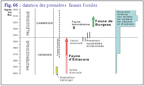 Zone de Texte: Fig. 66 : datation des premires  faunes fossiles.
 
