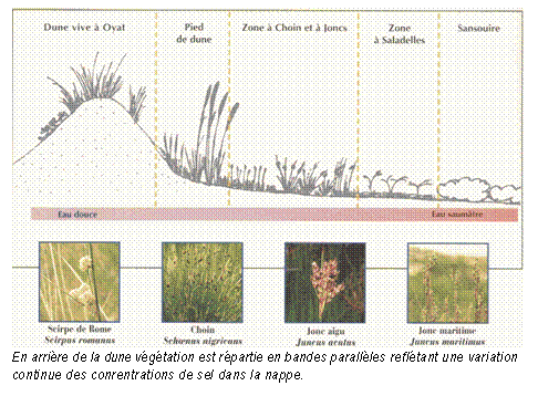 Zone de Texte:  
En arrire de la dune vgtation est rpartie en bandes parallles refltant une variation continue des conrentrations de sel dans la nappe.
