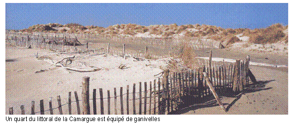 Zone de Texte:  
Un quart du littoral de la Camargue est quip de ganivelles

