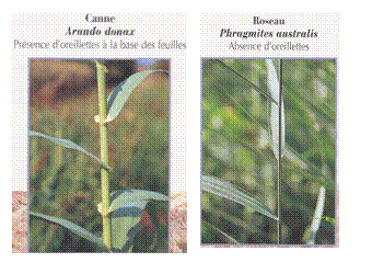 Zone de Texte:    