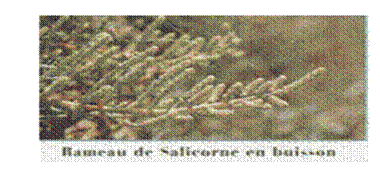 Zone de Texte:  