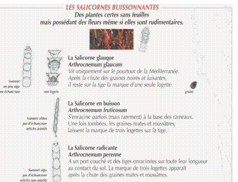 Zone de Texte:  