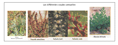 Zone de Texte:  