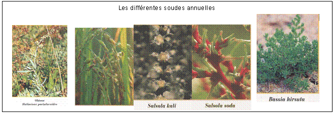 Zone de Texte: Les diffrentes soudes annuelles      