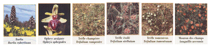 Zone de Texte:                