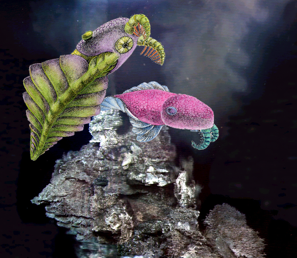Anomalocaris_c.jpg