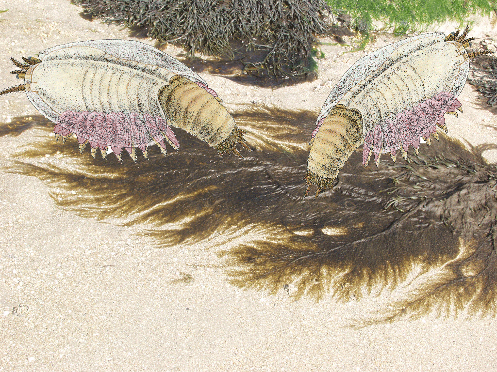 Canadaspis_c.jpg