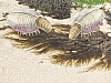 Canadaspis_c.jpg