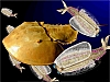 Odaraia_c.jpg