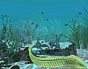 pikaia_c.jpg