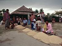 Rulipara  Char market (rice)1.JPG
