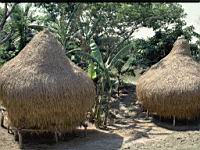 Rulipara Char  Rice stacks.JPG