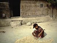 Rulipara char Farm-yard (Peanuts sorting) 01.JPG