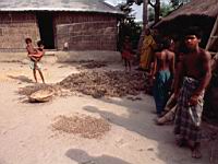 Rulipara char Farm-yard (peanuts).JPG