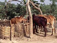 Rulipara char Farm-yard 02.JPG
