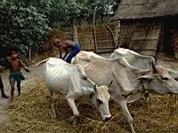 Rulipara char Rice treshing with cows.JPG