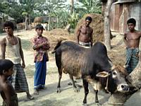 Rulipara char cowherds.JPG