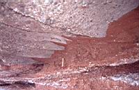 Baie des chaleurs Carbonifere Base de banc Souscavee 01.JPG