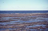 Blocs abandonnes (glaces de mer) 01.JPG